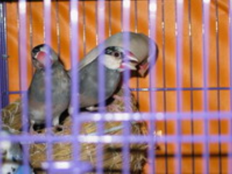 文鳥1