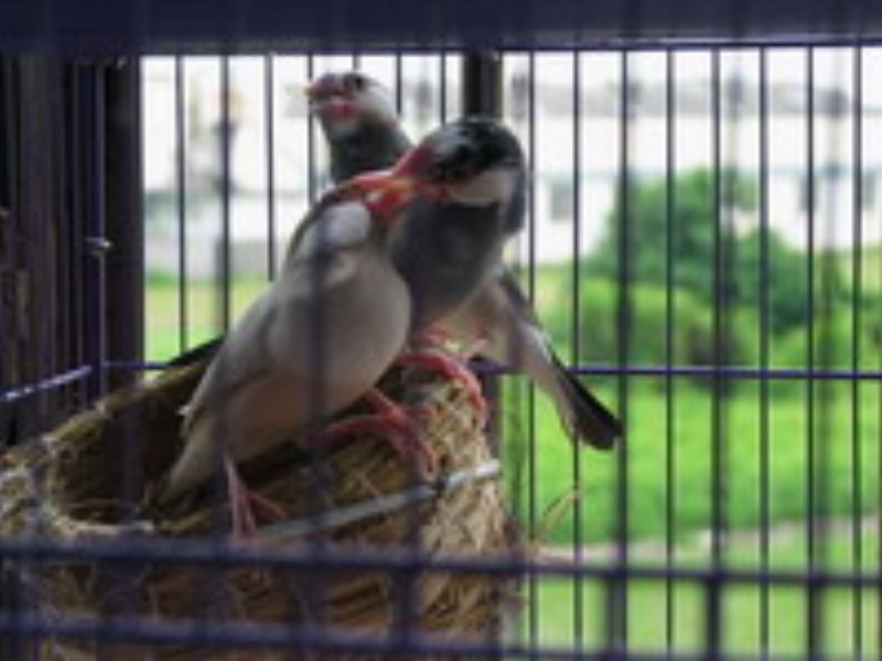 文鳥2