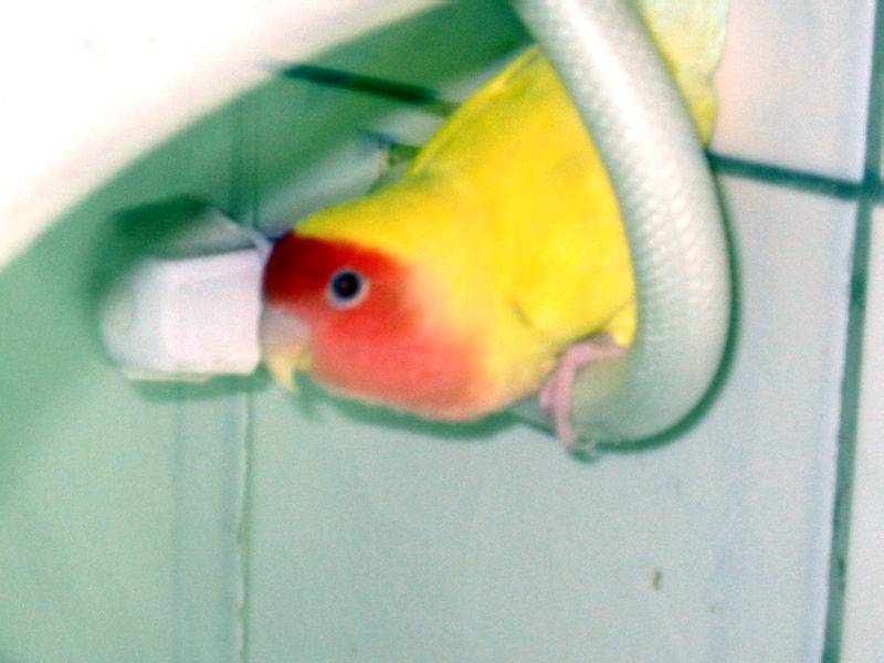 特愛馬桶的鳥