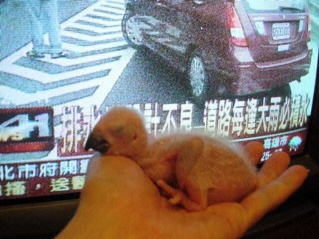 大家看到他黑黑的嘴應該就隻到是什麼鳥了吧!!