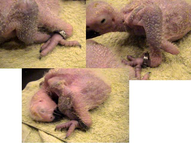 三隻幼鳥都戴了14號進口不繡剛腳環囉!!