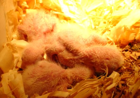 頭都埋起來誰隻到你們是什麼鳥阿