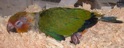 不醒鳥事