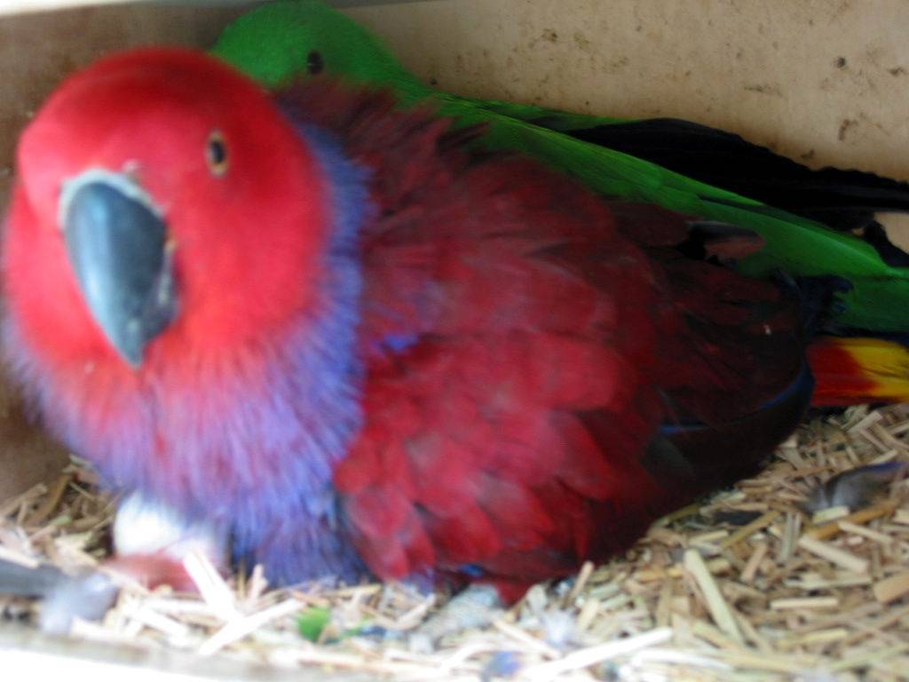 gouldian