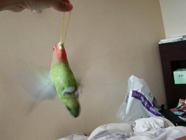 橡皮筋與bb