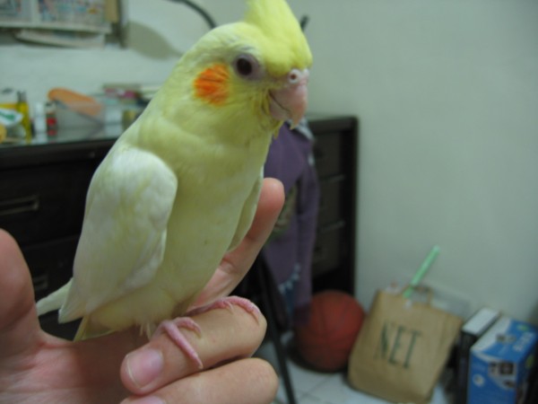 玄鳳-布丁-45天大的布丁處女照XD~