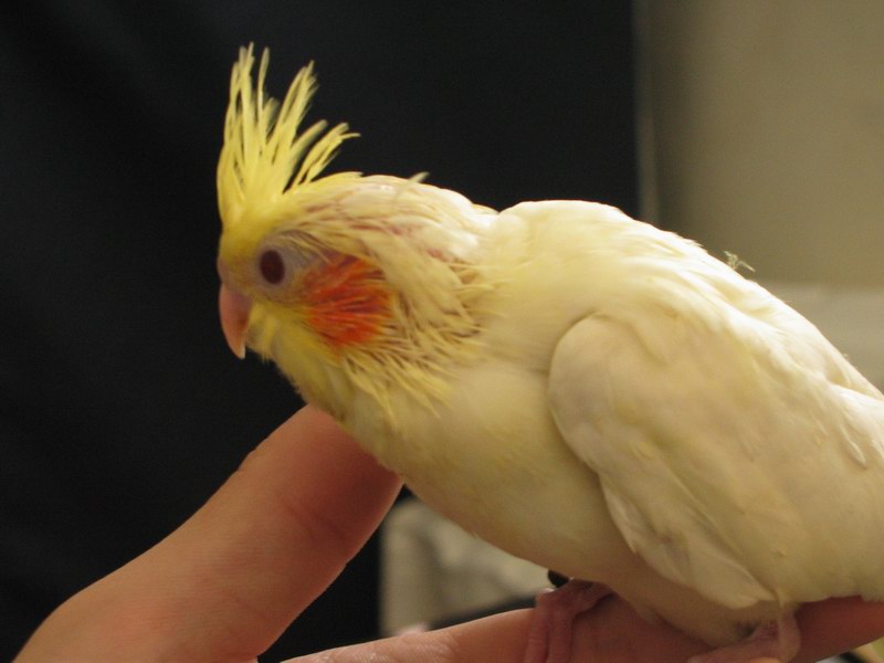 玄鳳-可可-新成員加入囉