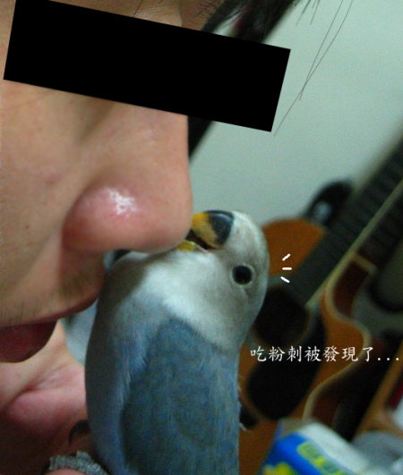 小鸚-Yuki-偷吃....