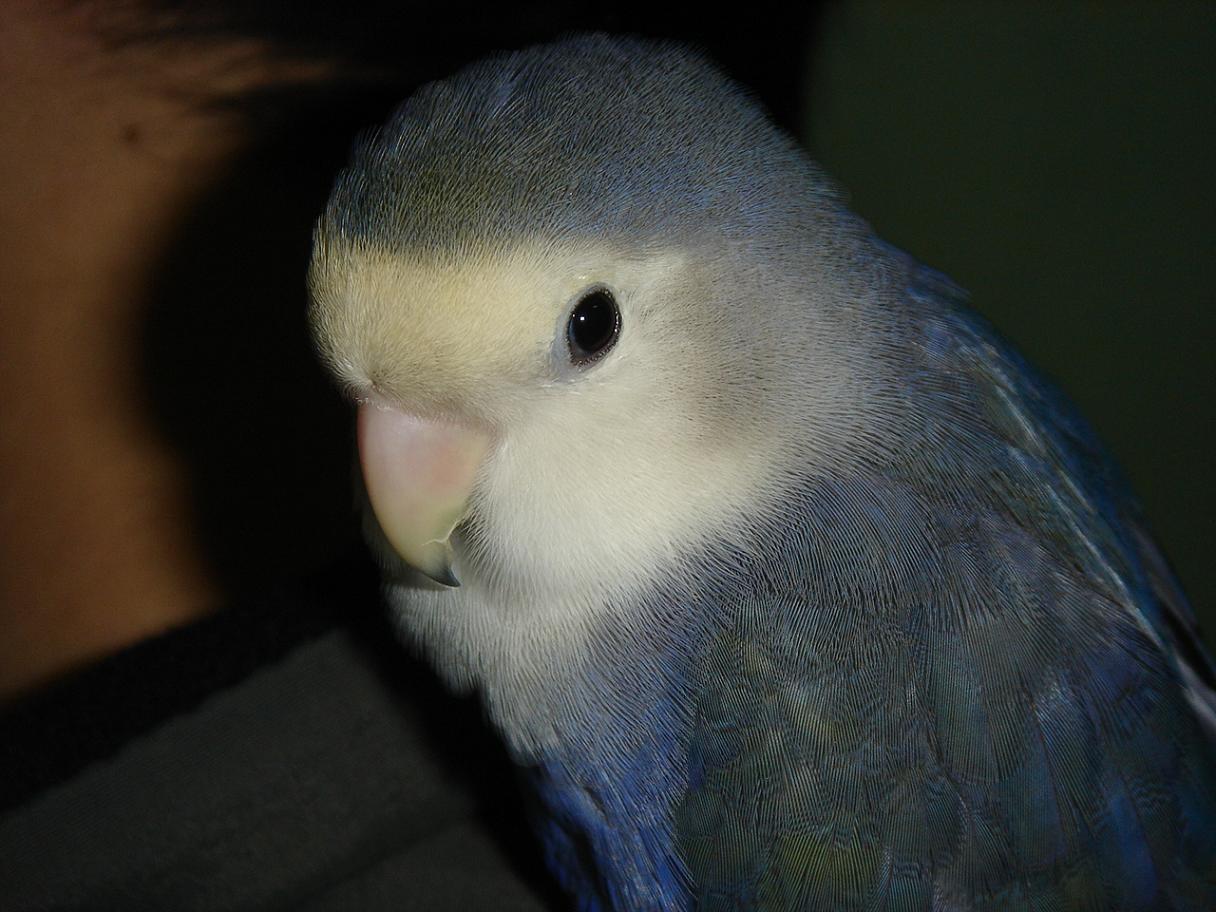 最會騙人