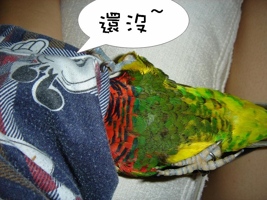 躲好了沒?