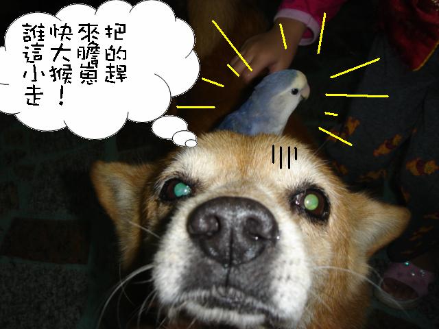 小猴崽....