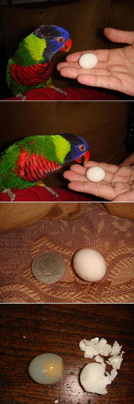 鳥兒子轉性^^"