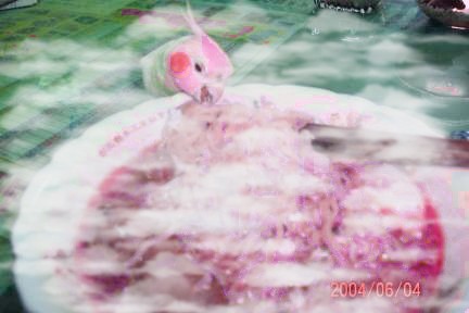 鳥兒染色法
