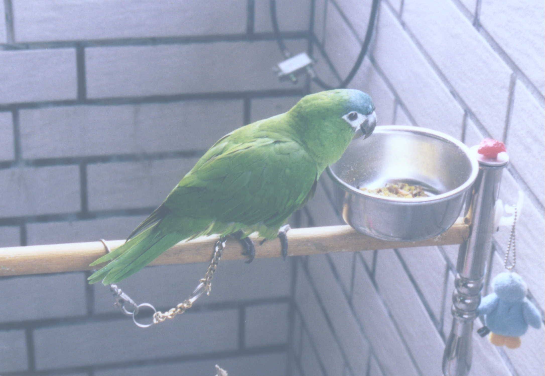 My Hahn's Macaw: Dr. Green