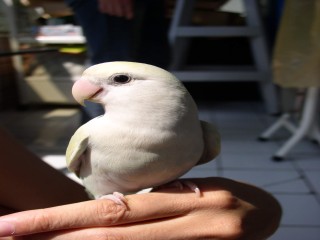 happybird