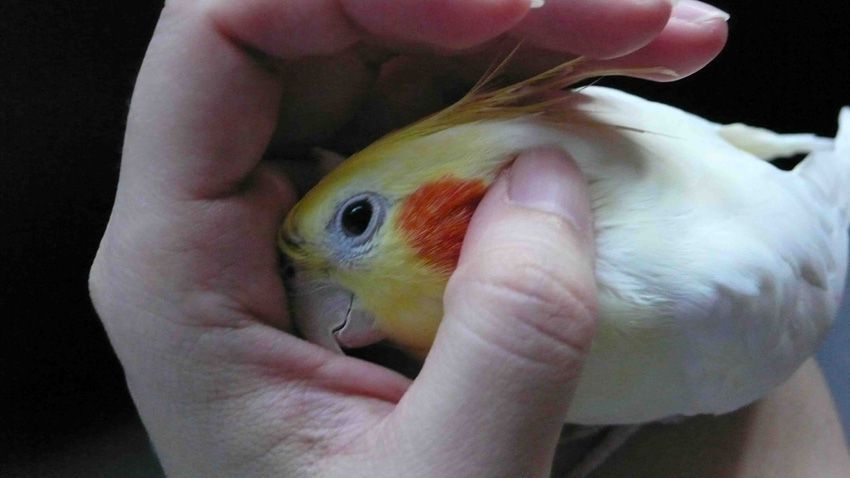 愛撒嬌的Kevin