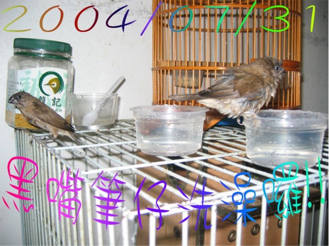 斑紋鳥(黑嘴筆仔)
