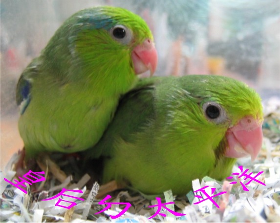 太平洋幼鳥