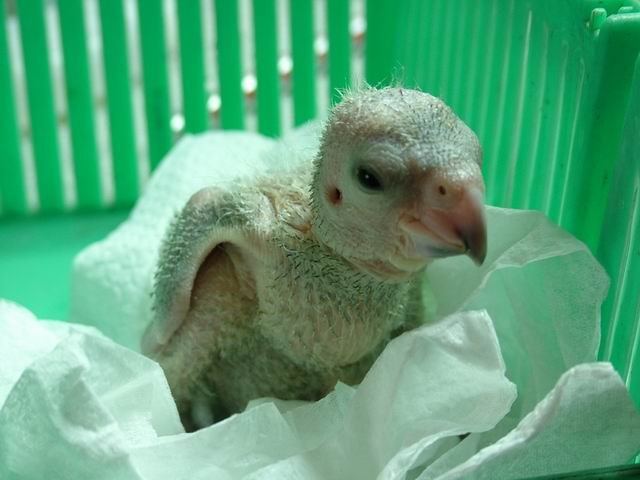 猜猜我是什麼鳥?