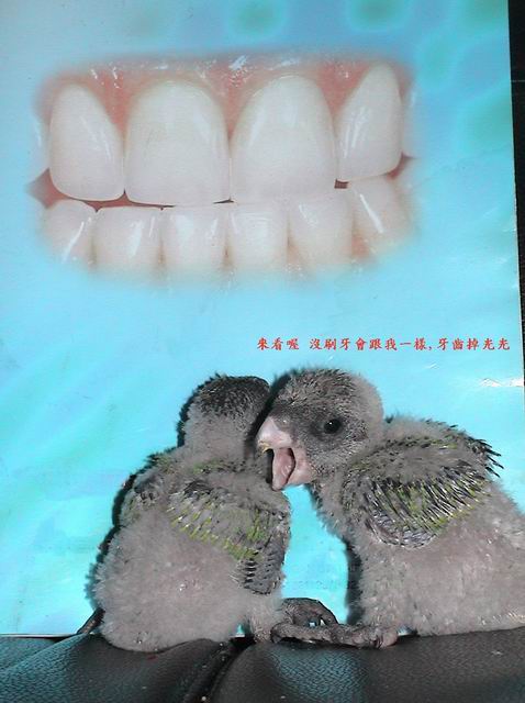 沒刷牙就會沒牙齒 ^^