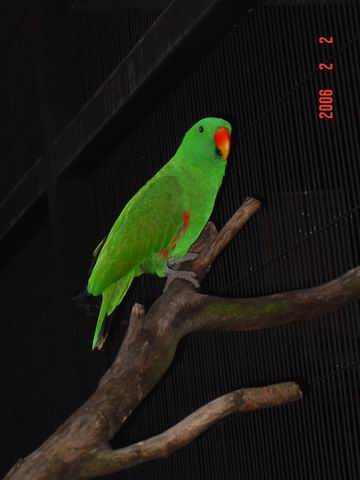 折衷鳥鳥