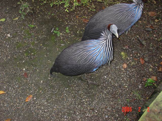 第一次看道怪鳥