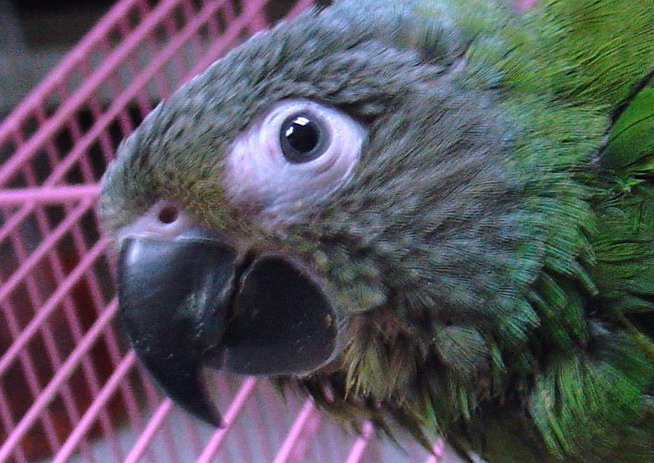 暗頭幼鳥60天了