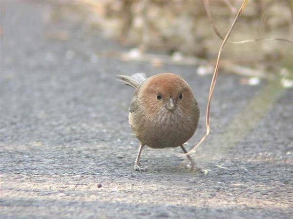 ＊咕嚕鳥＊