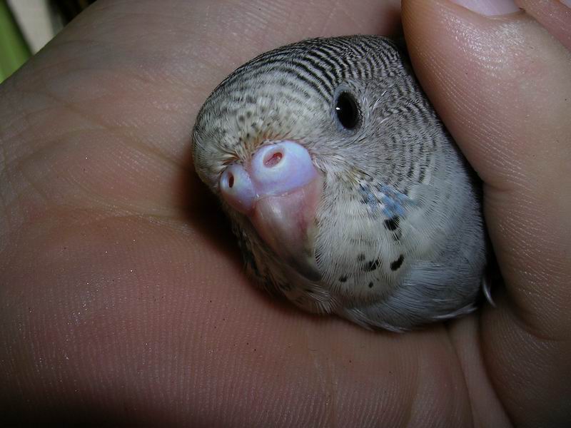 小藍大頭鳥