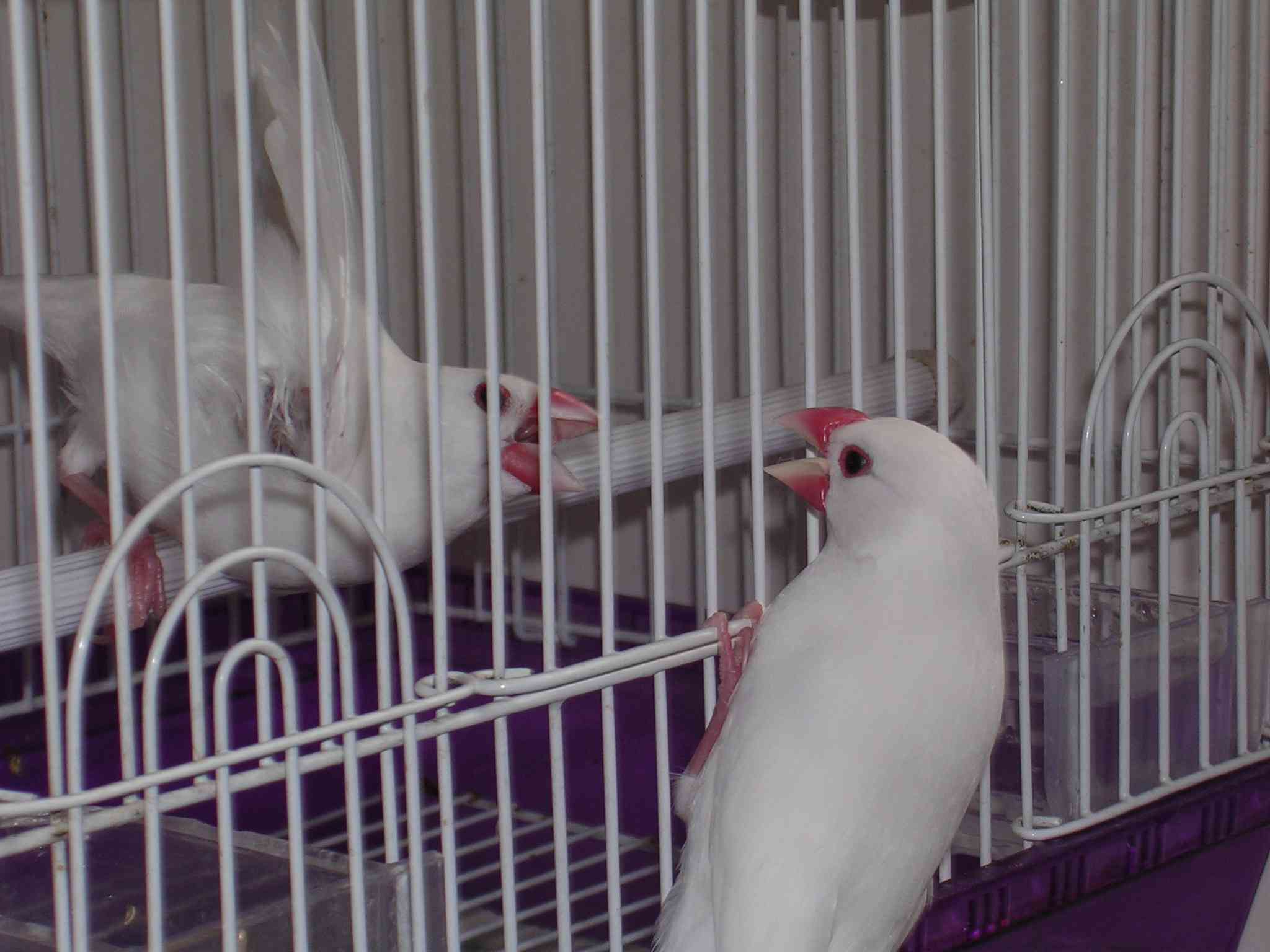 打架二鳥組