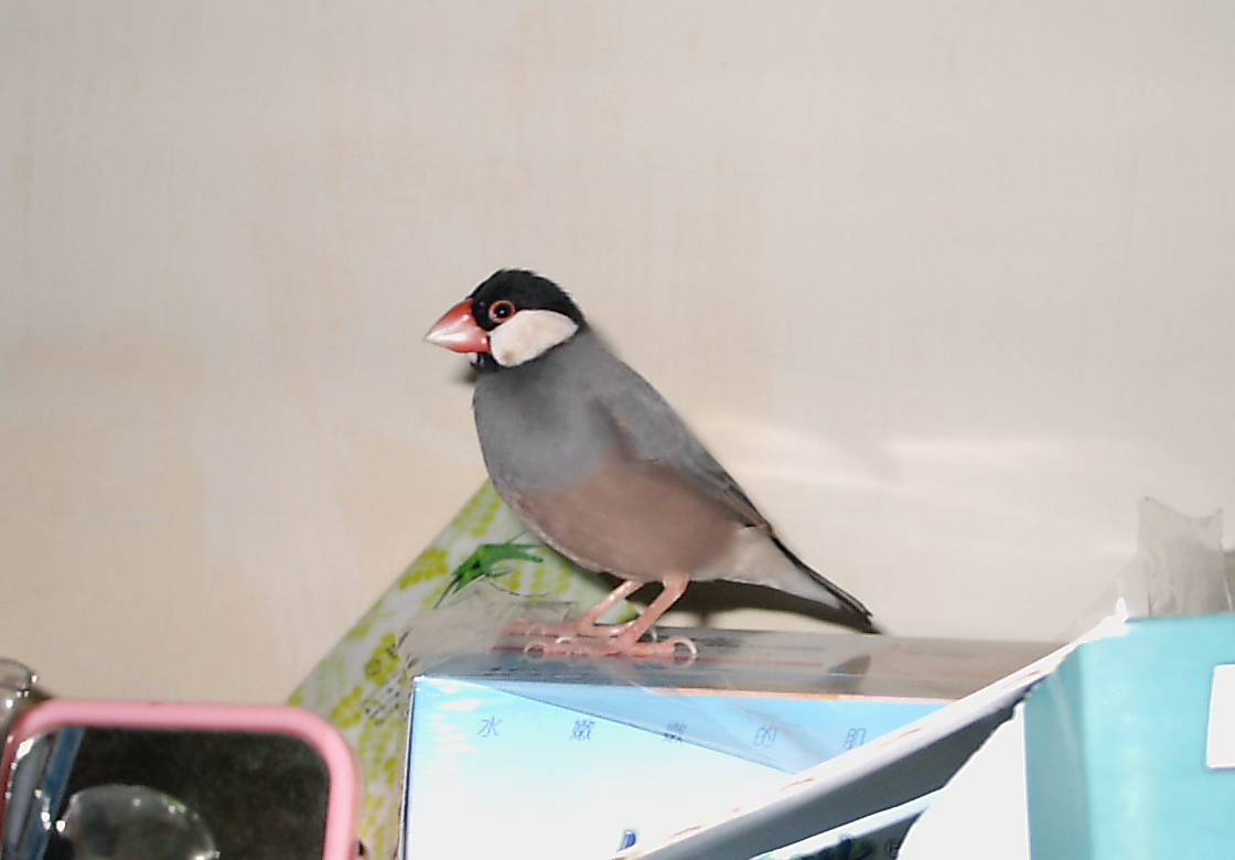 第一次照個"鳥"寫真