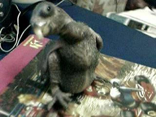 himie