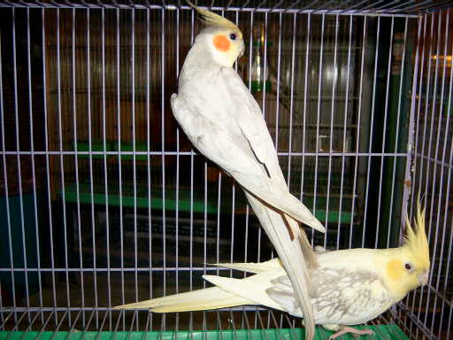 Emerald  VS  cinnamon. pearl .pied