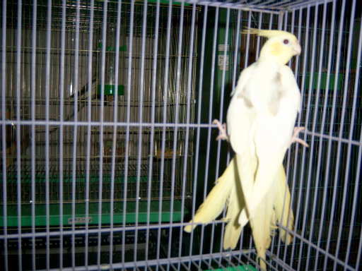 cinnamon. pearl .pied