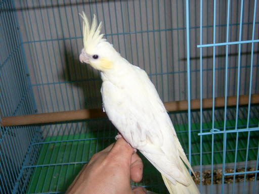 cinnamon. pearl .pied