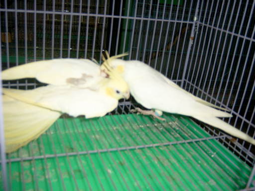 clear. pied.VS.cinnamon.pearl.pied