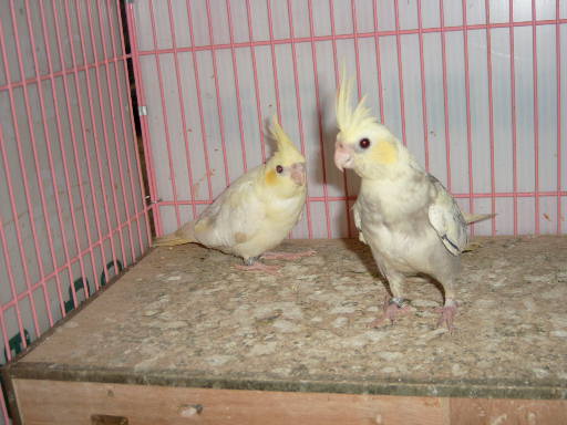 cinnamon. pearl .pied .ｖS .pearl .pied