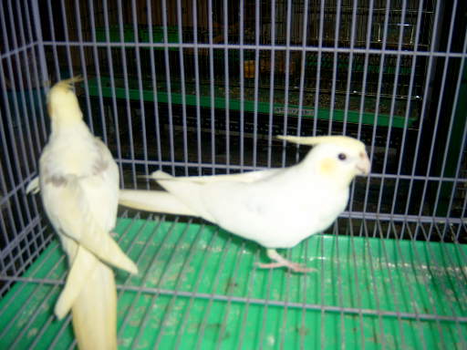 clear. pied.VS.cinnamon.pearl.pied