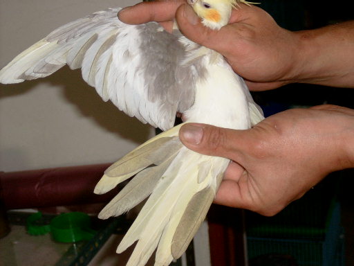 silver.pied