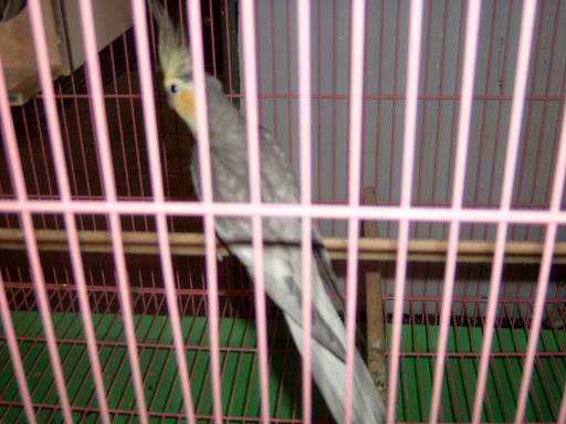 pastelface.silver
