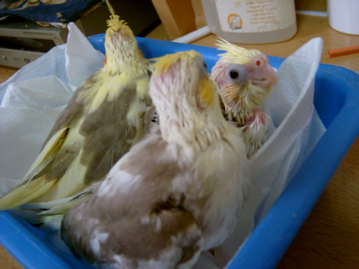 DYC  古銅派特幼鳥