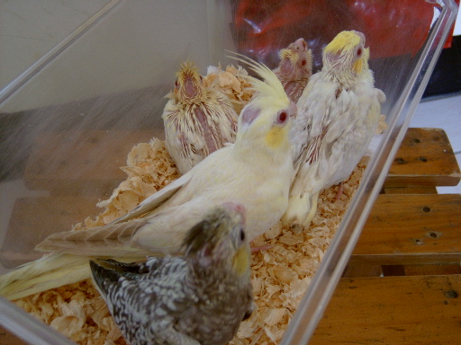 幼鳥 ~