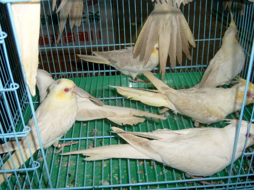 (3代)黃臉華勒幼鳥~