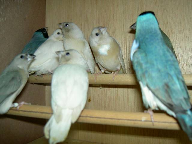 胡錦