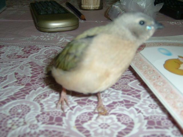 小胡錦