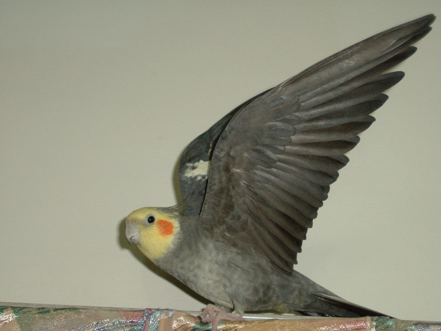 珍珠玄鳳公鳥