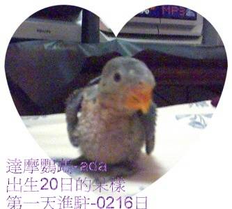 honewang