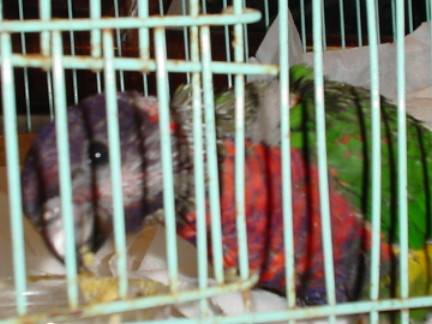 小小長大囉