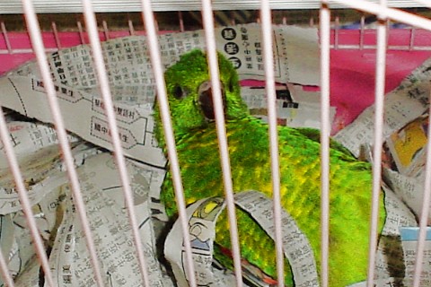 翡翠吸蜜- - -綠綠