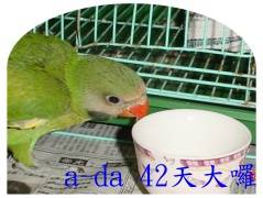 小達摩
